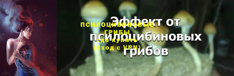 Галлюциногенные грибы Psilocybine cubensis  Харабали 